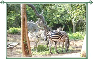 National  Gallery on Bannerghatta National Park   Bannerghatta National Park Bangalore